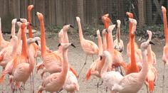 Zoo Praha má problém. Ptačí chřipka se zřejmě šíří dál