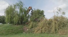 V Karlových Varech se rozpadla památná vrba. Město chce stoletý strom zachránit