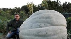 TO JE MACEK! Farmář vypěstoval NEJVĚTŠÍ DÝNI na světě! Váží 670 KILO!
