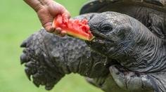Krmení obřích želv v zoo: Je to fofr, když jde o jídlo! VIDEO