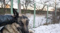 Silvestrovské petardy trápí psy! Takhle jim ulehčíte, radí veterinář