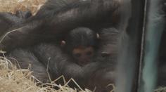 V plzeňské zoo ukázali ohrožené šimpanzátko. Hledají mu jméno