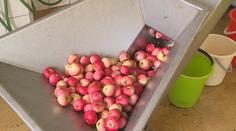 Palírny znovu ožívají. Pěstitelé se radují z úrody švestek a jablek