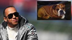 Hamiltonův pes smí do paddocku. Je to můj nejlepší kámoš, tvrdí pilot