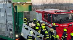 V kamionu při nehodě uvízly desítky krav. Dálnice D8 byla celý den uzavřená
