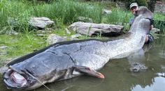 Rybář Vágner chytil v Berounce gigantického sumce. Nemohu uvěřit svým očím, říká