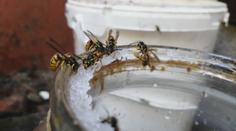 Včelaře trápí přemnožené vosy. Nalétávají do úlů a berou včelám zásoby