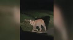 Do Česka se dostal rys, který se nebojí lidí. Může být nebezpečný