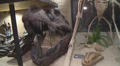 Malá obec ukrývá velké překvapení. Muzeum dinosaurů vytvořila 3D tiskárna