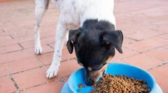 Pozor na nebezpečné granule. Psi po nich mohou i zemřít, varují veterináři