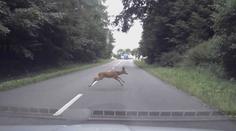 Po některé potravě má zvěř vidiny. Není pak plachá a skáče řidičům pod kola