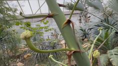 Botanická rarita v Teplicích. Návštěvníci zahrady mohou vidět vzácné květy agáve