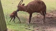 Úspěch v královédvorské zoo. Narodilo se tam mládě ohroženého druhu antilopy