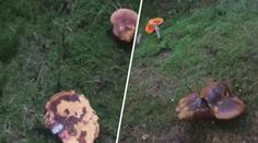 Houby, kam se podíváš. Video ukazuje místo, kde teď pořádně rostou