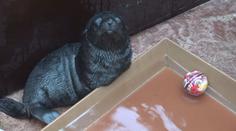 V Pražské ZOO se narodil lachtánek. Jak dováděl? VIDEO!