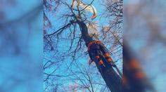 Paraglidista uvázl v koruně stromu, nezvládl přistání