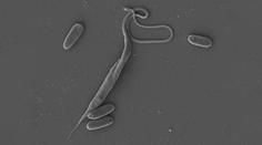 Český parazit má neobvyklý DNA kód. Je jako diktát nepozorného žáka, řekl biolog