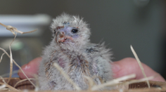 Chovatelský úspěch ve Dvoře Králové. V zoo se vylíhlo vzácné mládě sokolíka