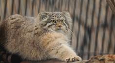 Kočka s nejdelšími chlupy se vrátila do ostravské zoo. Manul se nedá ochočit