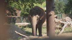 Ústeckou zoo čeká kontrola Evropské asociace. Chce zpět některá zvířata