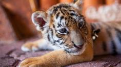Mládě tygra ukradené z ukrajinské zoo zemřelo. Nepřežilo ruský cirkus