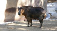 Případ z brněnské zoo má pokračování. Muž se za napadení takina omluvil