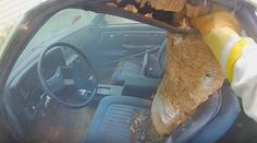 Z toho jde strach. V autě se místo řidiče usadili obří sršni! VIDEO