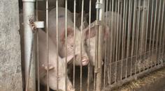 Velký úspěch českých vědců. Antibiotika v krmivech prasat nahradili přírodními látkami