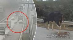 Kráva vyskočila za jízdy z kamionu na dálnici. Řidiči byli v šoku