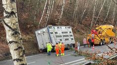 Nehoda kamionu uvěznila řidiče a 180 prasat. Dvacet jich pošlo