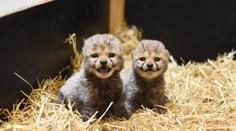 Smutné zprávy z ústecké zoo. Museli utratit i druhé gepardí mládě