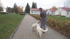 Vězni v Jiřicích vychovávají asistenční psy. Trénink štěňat je pro ně terapií