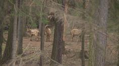 Zvířata ze zoo pořád běhají venku! Utekla při vichřici Eberhard