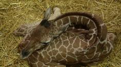 První mládě roku 2016! Brněnská zoo se pochlubila malou žirafou