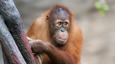 Tragická nehoda v pražské zoo. Při hře zahynul pětiletý orangutan