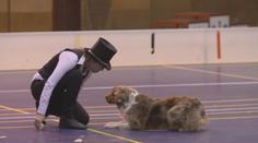VÍKEND: Tanec se psem aneb dogdancing