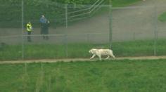Ošetřovatelku v zoo zabil tygr. Dostal se za ní do výběhu! VIDEO