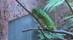 V Zooparku Zájezd odchovali mláďata chameleona zeleného. Jde o světový unikát