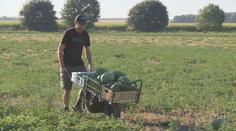 Samosběr melounů coby výlet. Za kilogram lidé zaplatí jako v obchodě