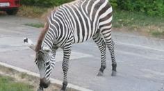 Exotický návštěvník: Po slovenském sídlišti se promenádovala zebra