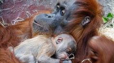 Pražská zoo má vzácný přírůstek. Narodilo se tam orangutaní mládě
