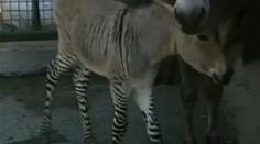 Ze zoo utekla zebra a spustila se s oslicí. Narodil se mutant! VIDEO