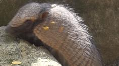 V plzeňské zoo slaví, narodila se jim hned dvě mláďata pásovce