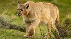 Na Sokolovsku utekla z výběhu puma. Pátrali po ní více než 24 hodin