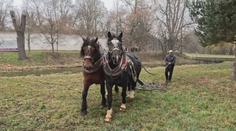 V zámeckém parku v Pardubicích se prohání koně. Udržují trávník a rovnají krtiny