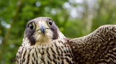 Sokoli přišli o mláďata kvůli dronům. Ochranáři je teď možná zakážou