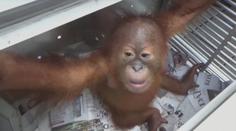 VIDEO: Muž v Indonésii se pokusil propašovat zdrogovaného orangutana