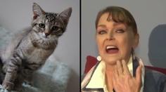 Žena oslepla po olíznutí od své kočky! Lékaři si lámali hlavu proč