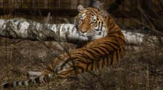 Moravská zoo přišla o tygřici Raju. Byla krásná, říkají návštěvníci