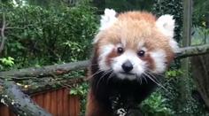 Mládě pandy červené konečně ve výběhu ostravské zoo! VIDEO